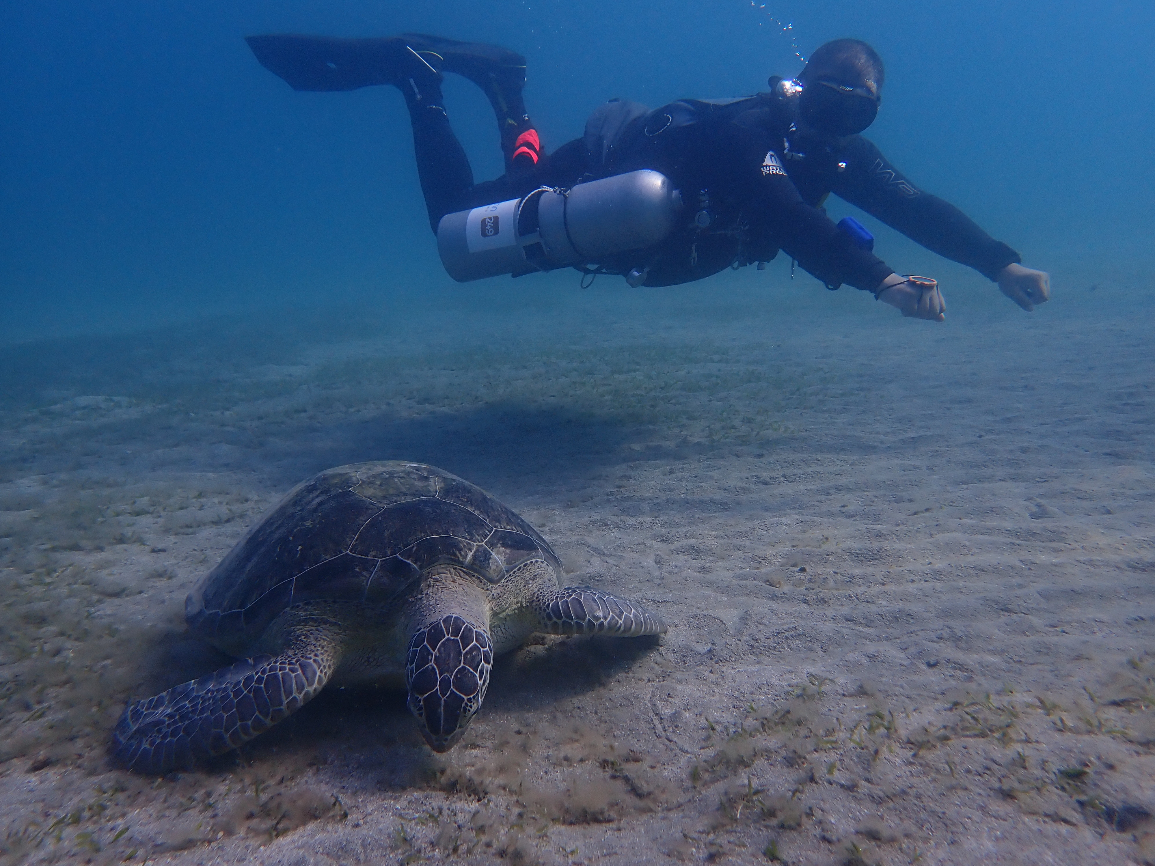 Mena diving with a turtle